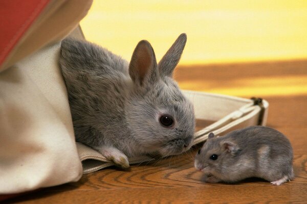 Tavşan ve hamster toplantısı. Tanışıklık