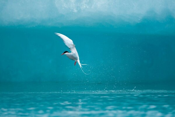 Pájaro sobre el agua azul