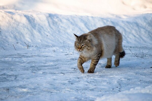 Gato peludo passeia pela neve