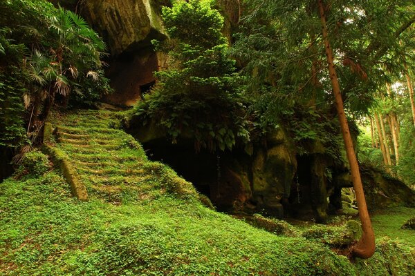 Fabulous nature in a green forest