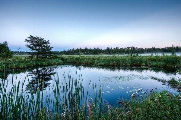 清晨的森林湖