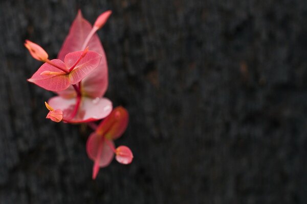 Beautiful pink - orange flower on a black background