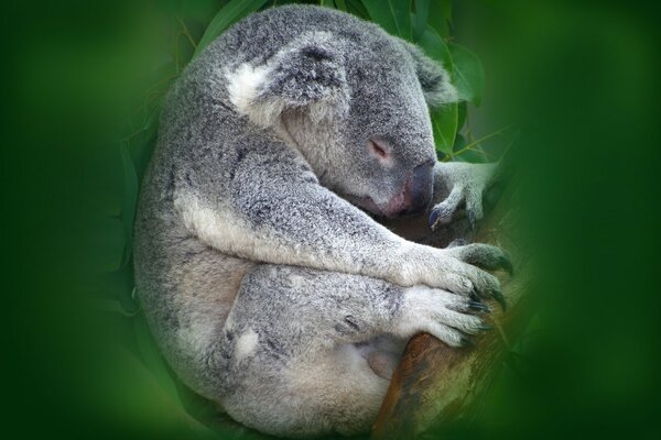 Beuteltier Koala schläft auf einem Baum