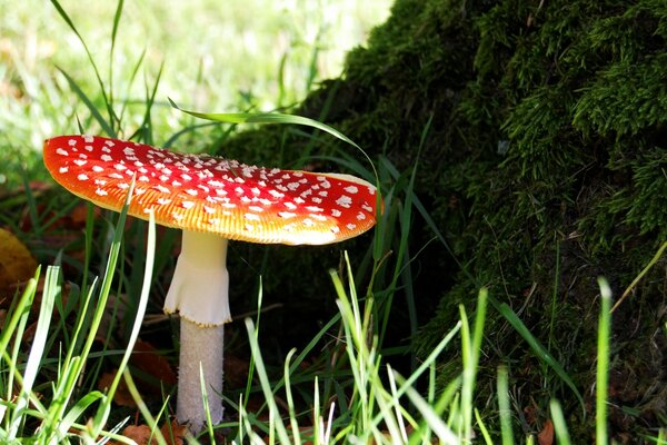 Pilz Amanita in der Nähe eines Baumes