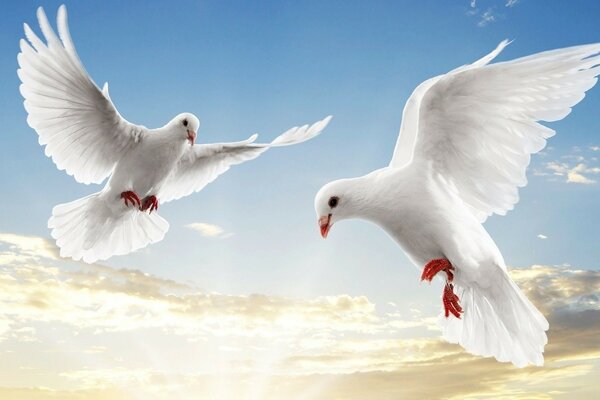 White seagulls fly against the sky