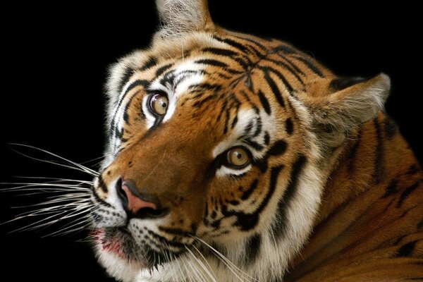 Big tiger head with attentive gaze