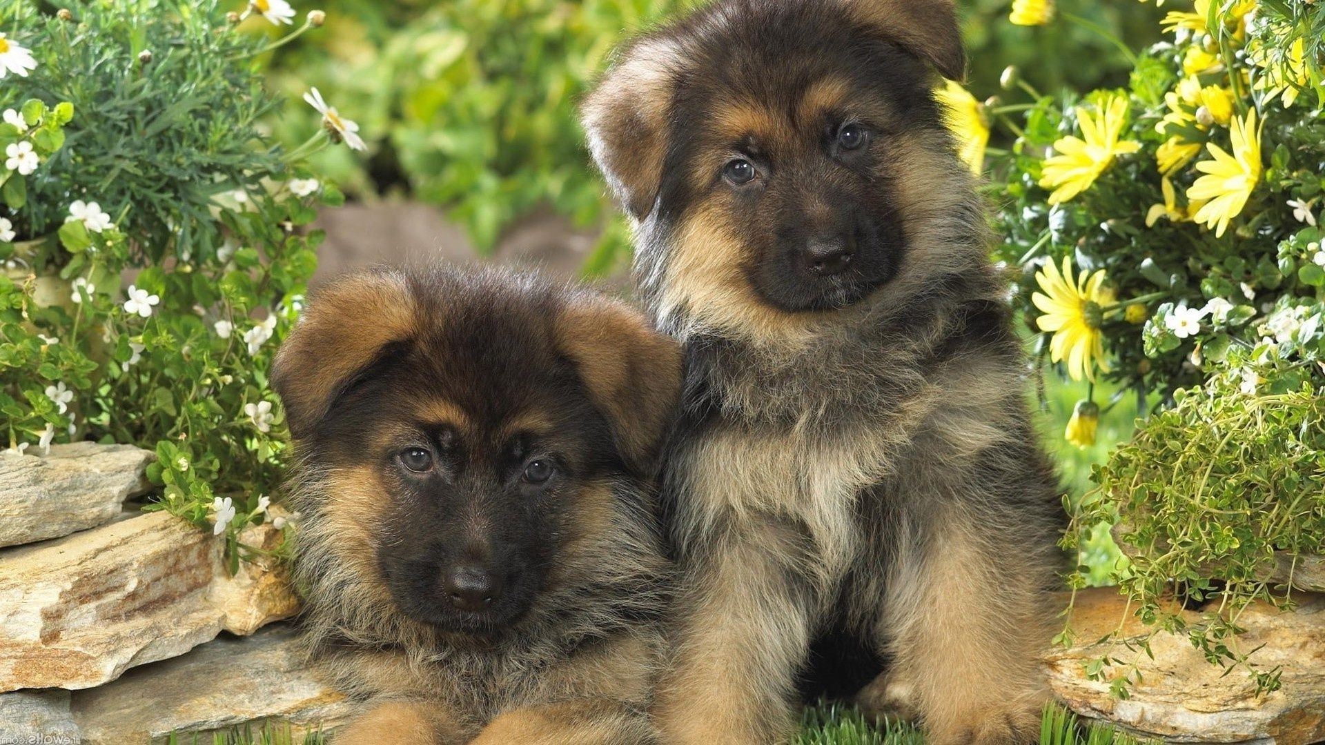 cães cão cinegrafista mamífero fofa animal animal de estimação pele natureza grama retrato filhote de cachorro