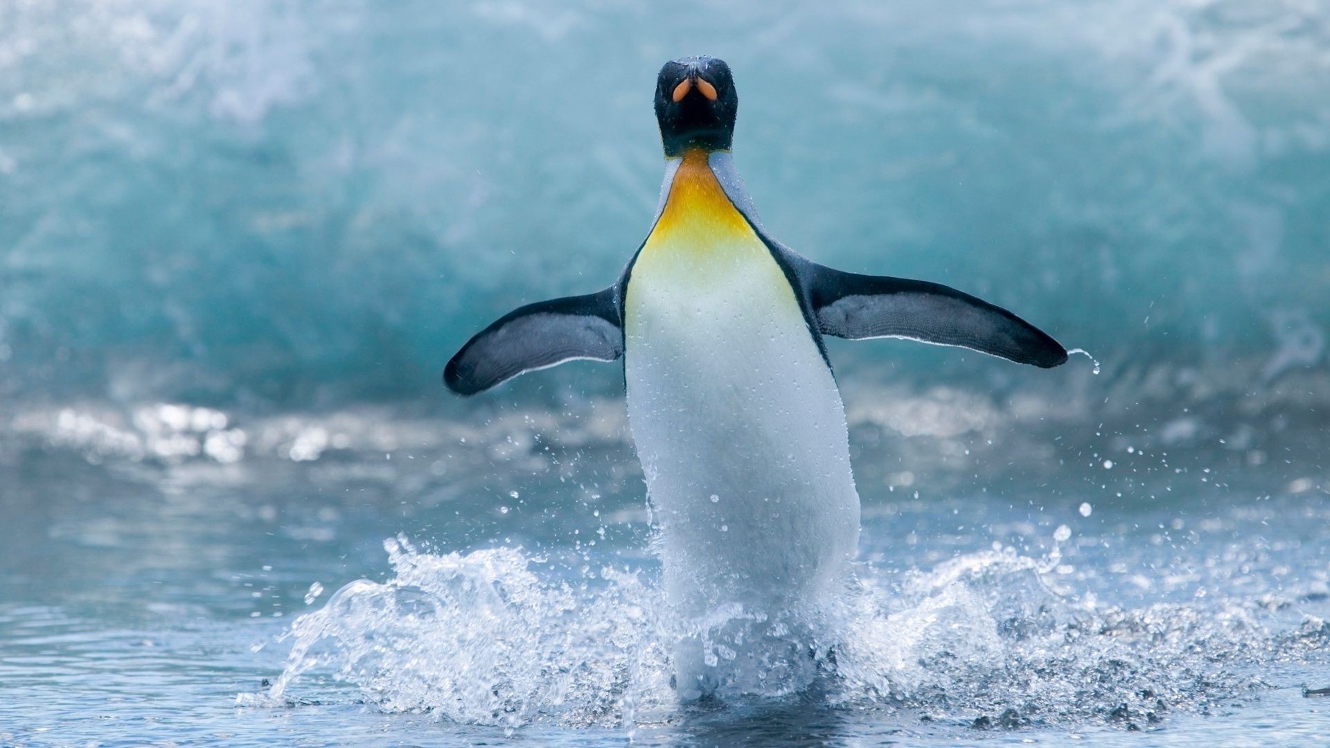 animals water swimming nature wildlife sea ocean outdoors frosty underwater cold