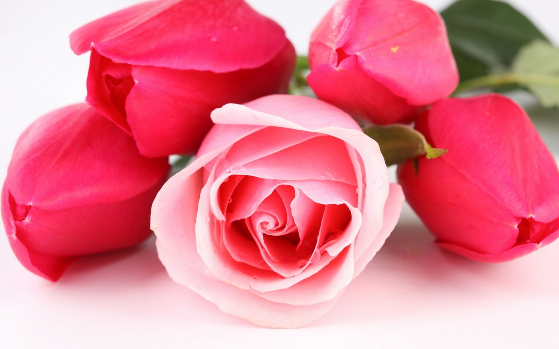 plantes fleur rose amour romance pétale nature floral cadeau bouquet bluming feuille flore romantique valentines fond