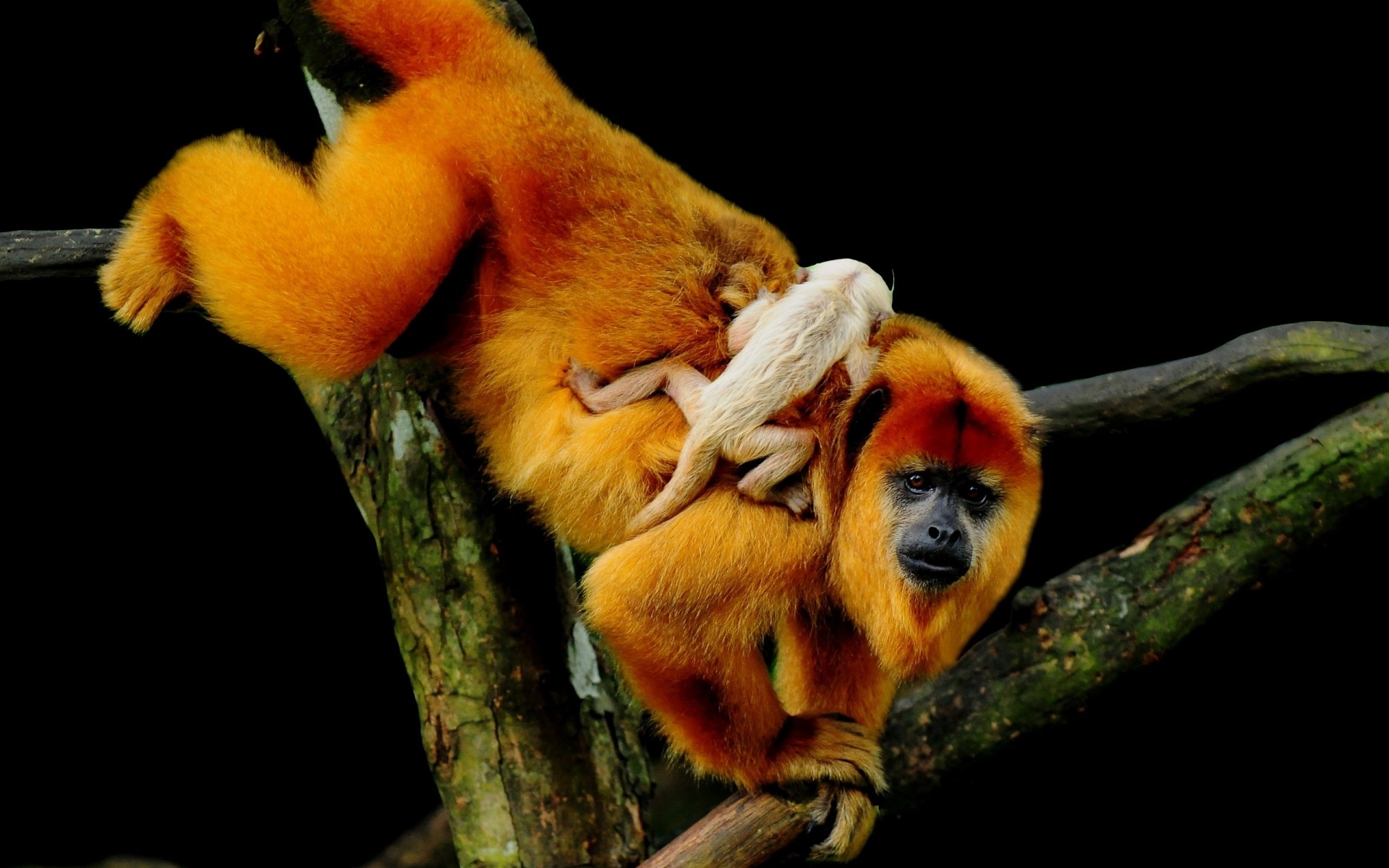 animais vida selvagem natureza mamífero sozinho ao ar livre luz do dia madeira macaco bebê