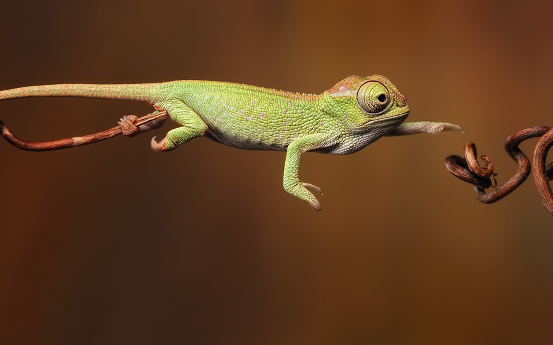 sürüngenler ve kurbağalar gazoo kertenkele yaban hayatı doğa hayvan portre ejderha yan görünüm evde beslenen hayvan bukalemun gecko bir renk ağaç hayvanat bahçesi iguana