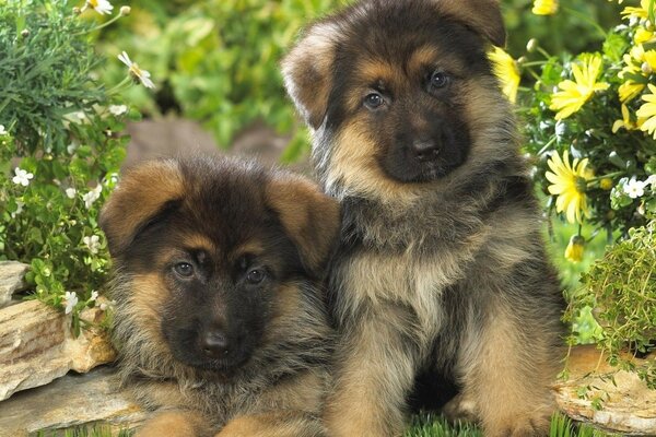 Two fluffy brown puppies among flowers