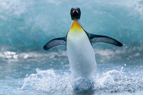 Un pingouin s ébattre dans un étang