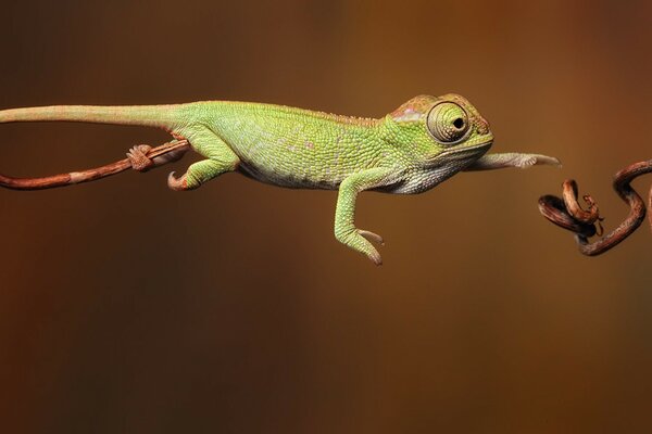 Salto de reptil sobre fondo marrón