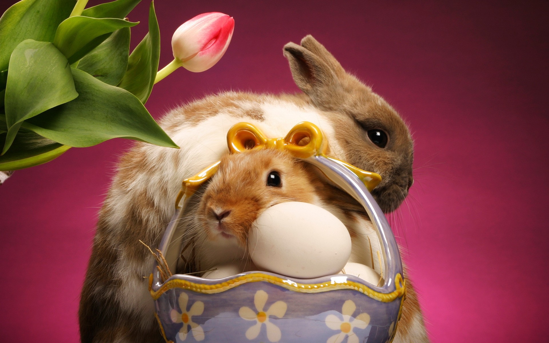 easter cute little portrait young eggs animals background picture