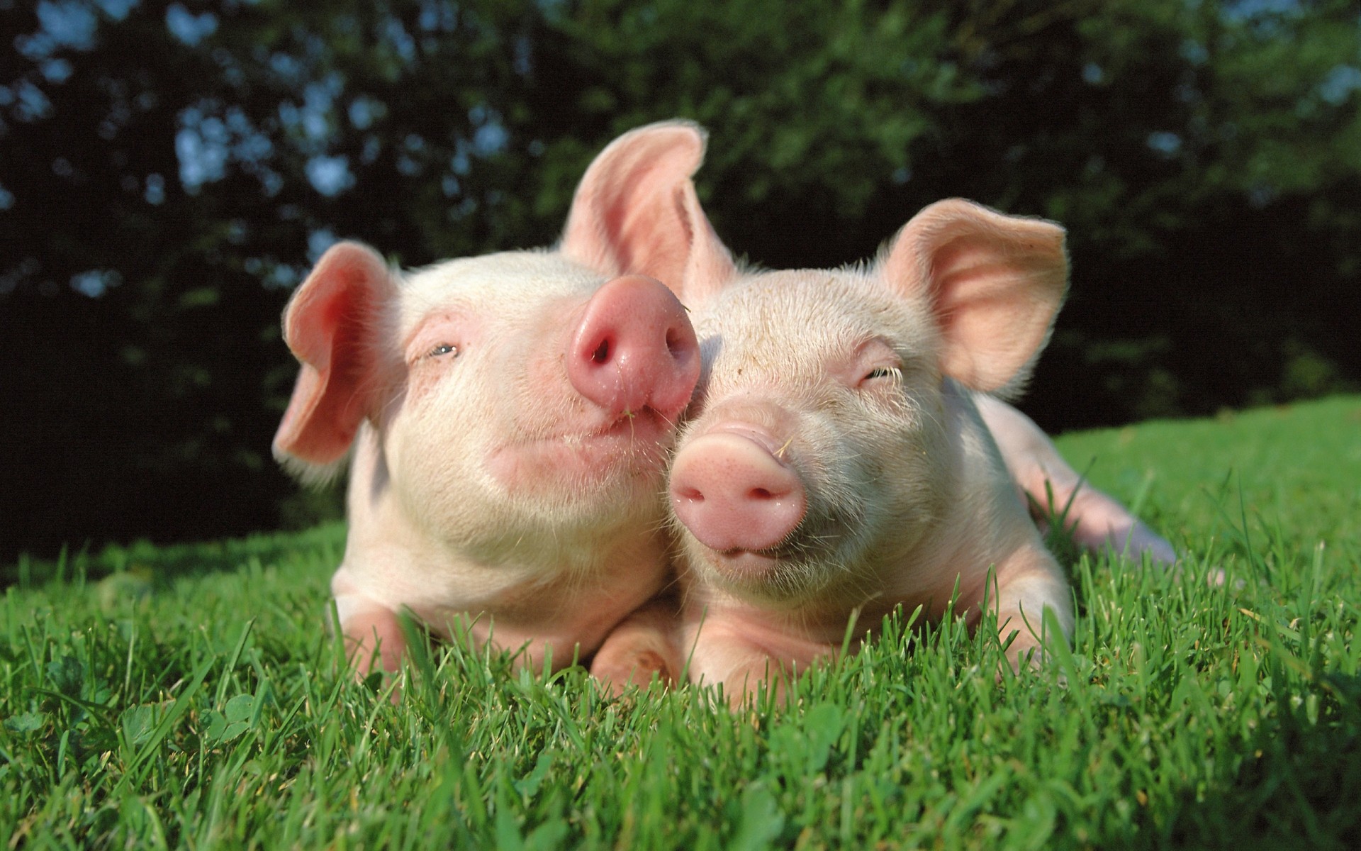 animales hierba lindo naturaleza joven niño pequeño verano al aire libre cerdos