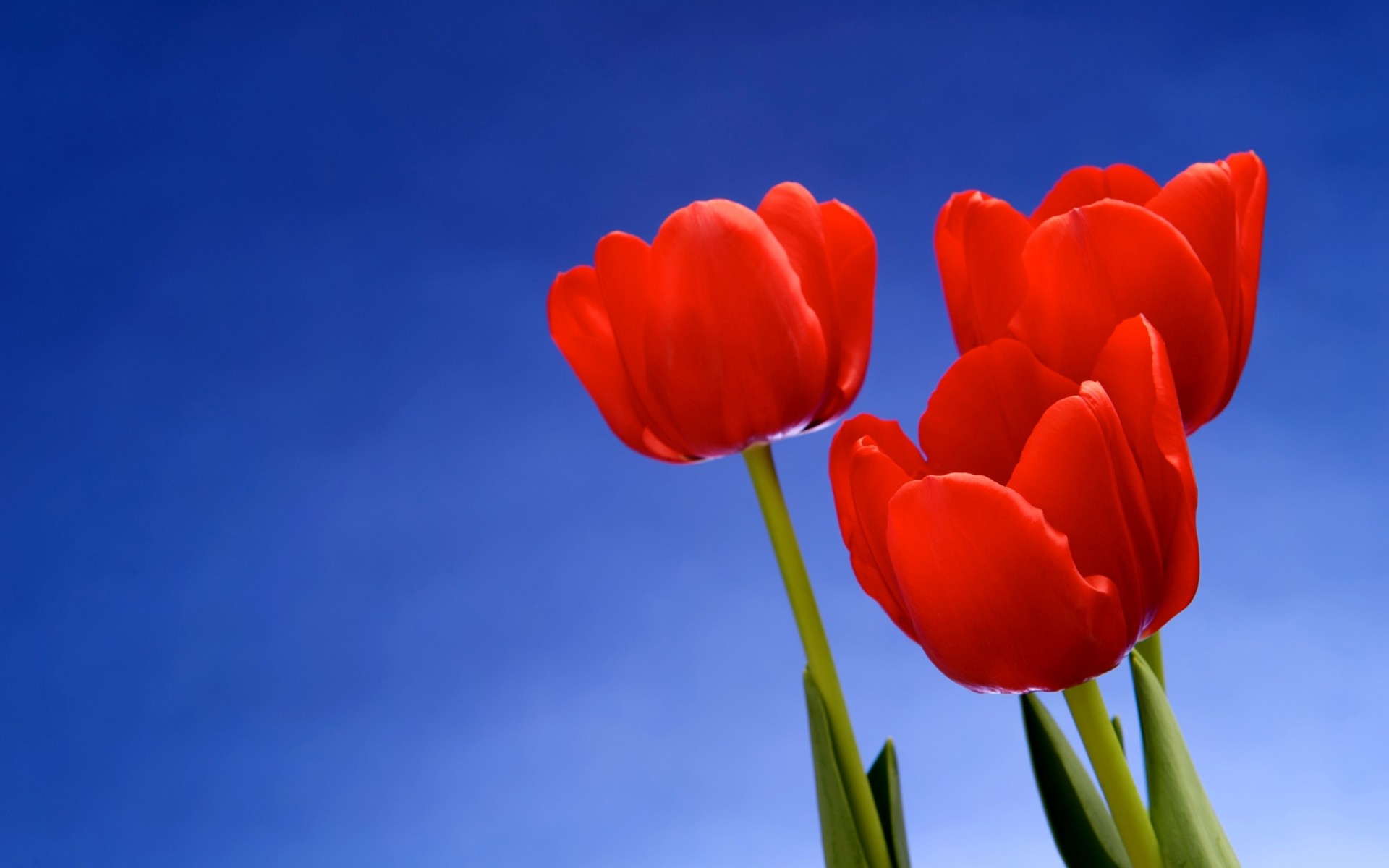 fleurs nature lumineux fleur été flore croissance couleur beau temps tulipe feuille à l extérieur fond photo