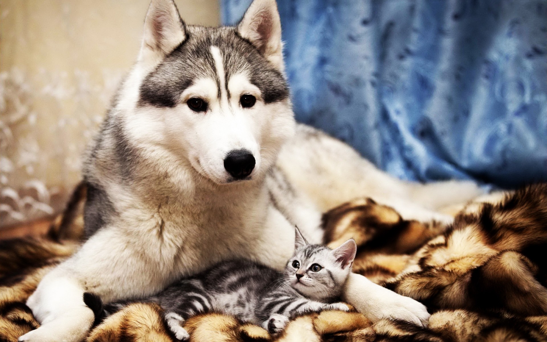 hund tier säugetier haustier niedlich porträt hund fell inländische hundespezialist katze jung sibirisch auge vorschau liebenswert tiere lustig liebe freundschaft