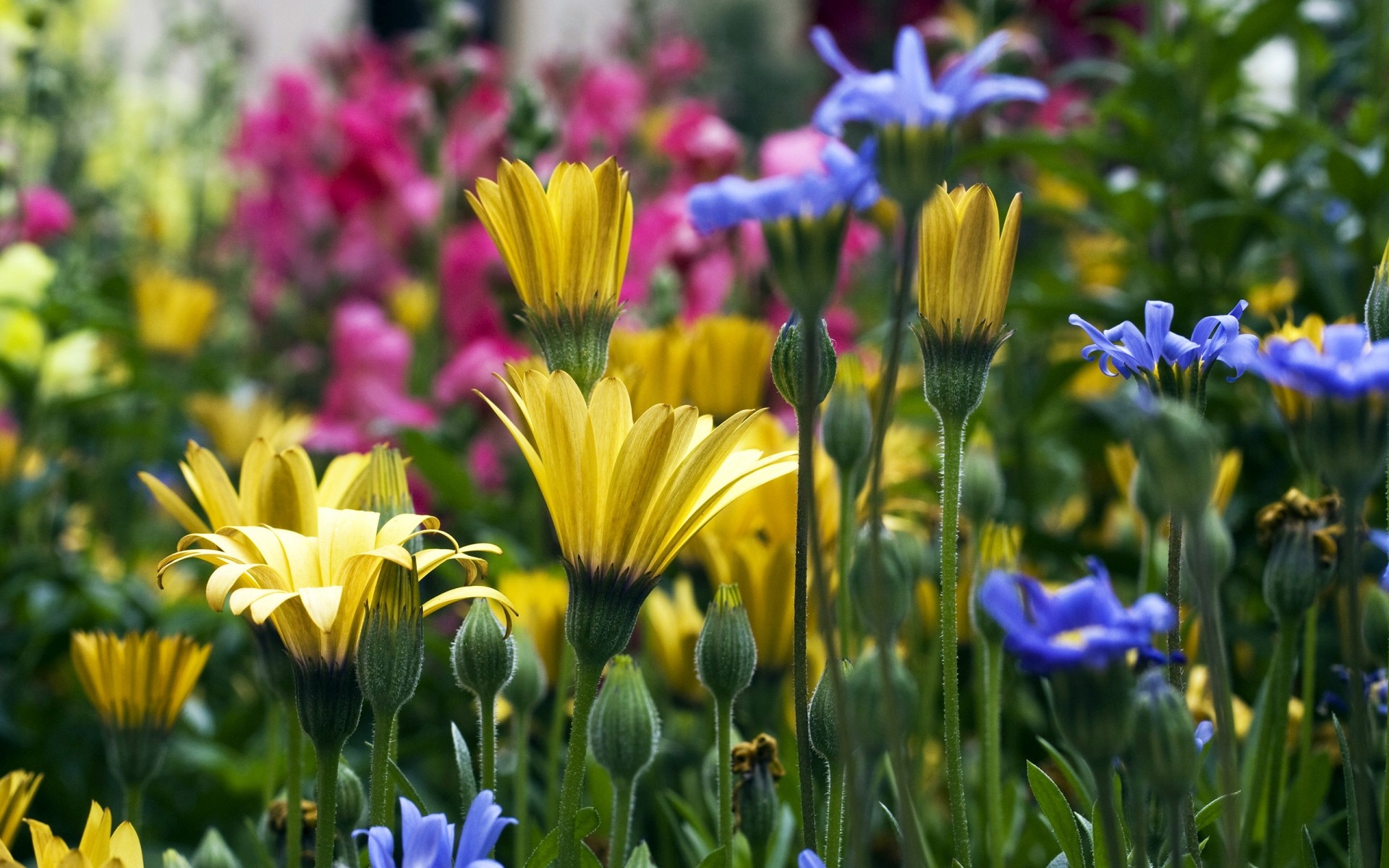 fiori fiore giardino natura estate flora foglia fiore campo floreale colore petalo bel tempo erba crescita luminoso sole parco bouquet fieno primavera