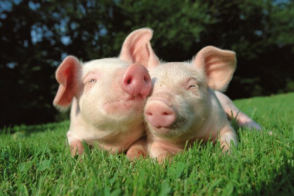 Cute piglets on the green grass