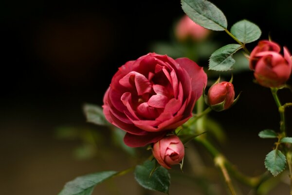 Burgundy flowers and rosebuds on a black background