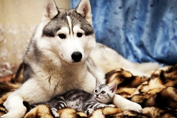 Ein Husky und ein kleines graues Kätzchen