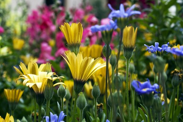 Jardim de flores em casa