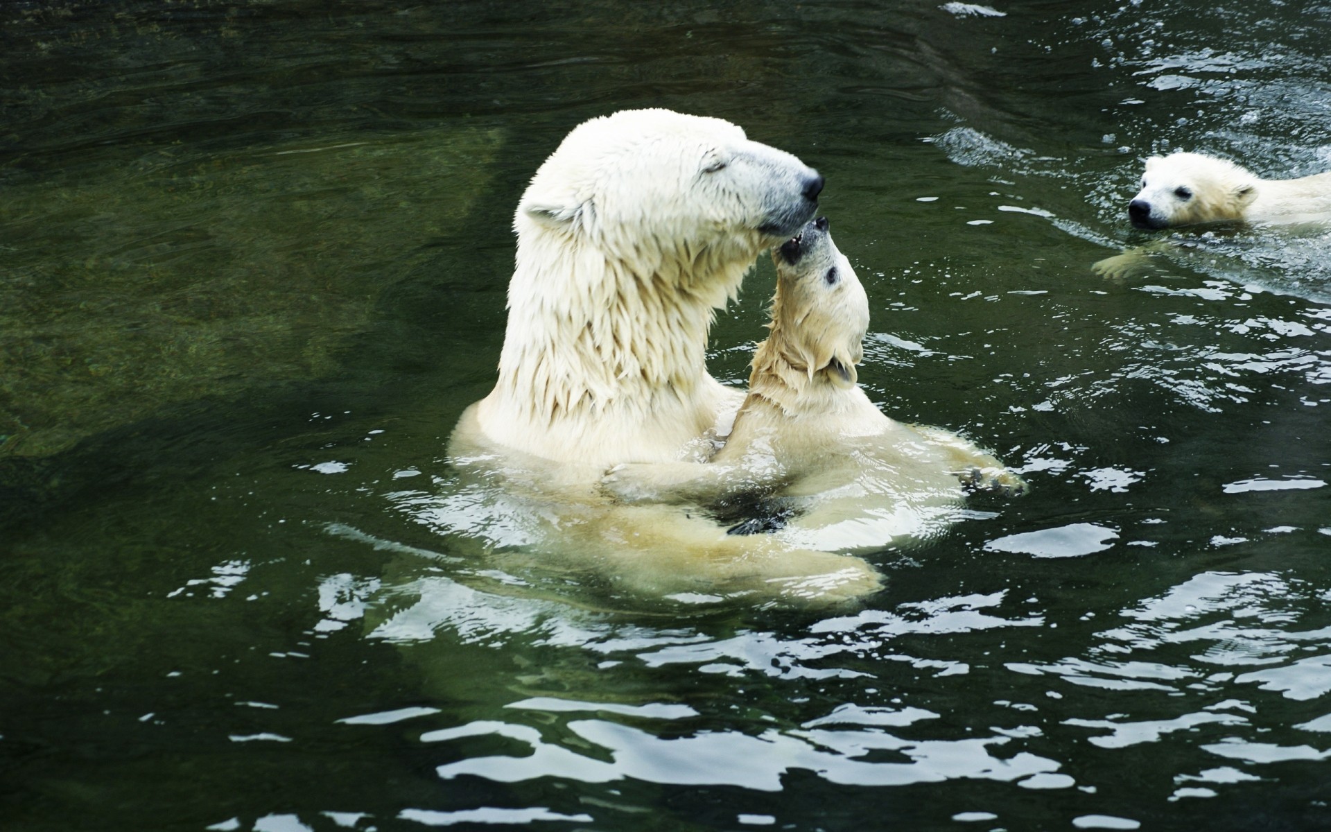 tiere wasser säugetier natur tierwelt tier im freien frostig niedlich eisbären bär