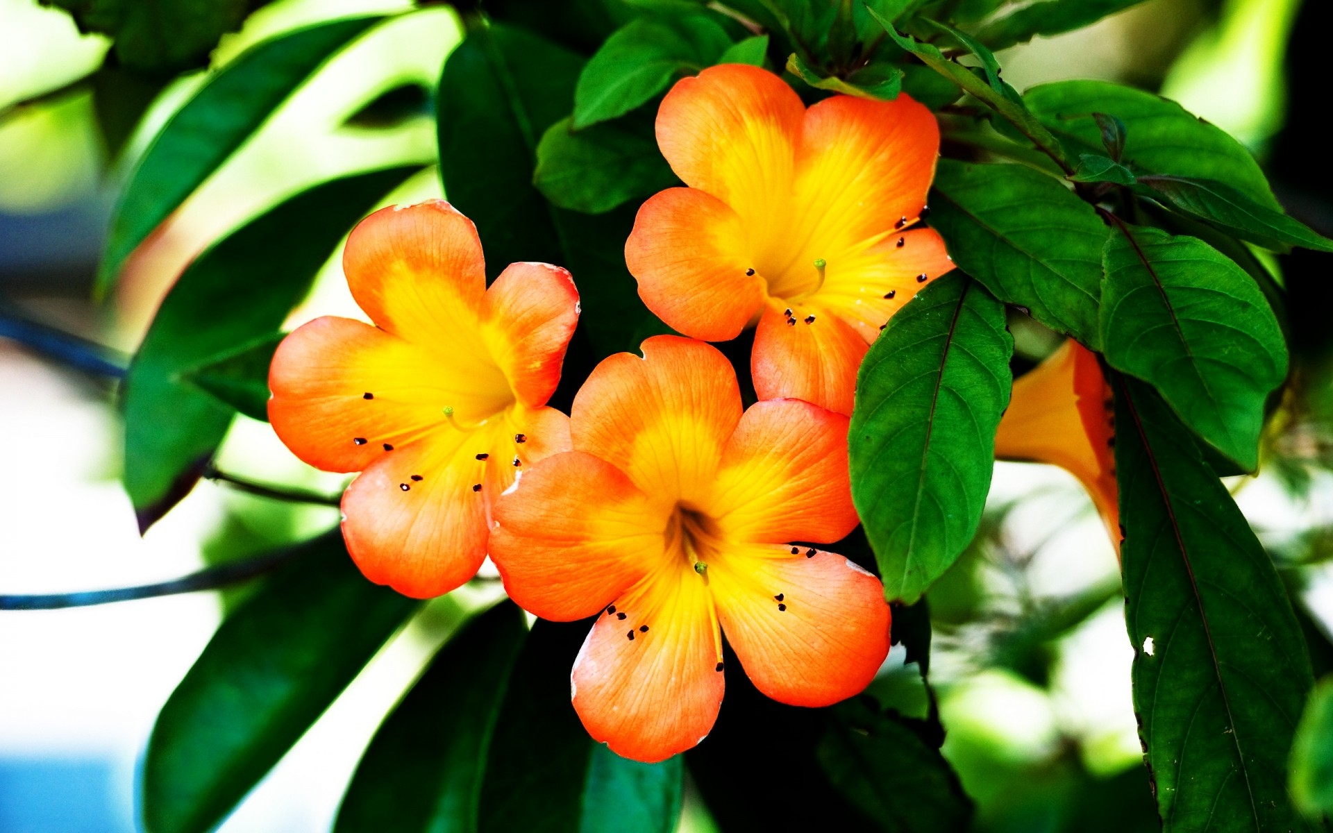 花 叶 自然 植物 花园 花 热带 夏天 明亮 颜色 生长 树 花 植物 背景 颜色