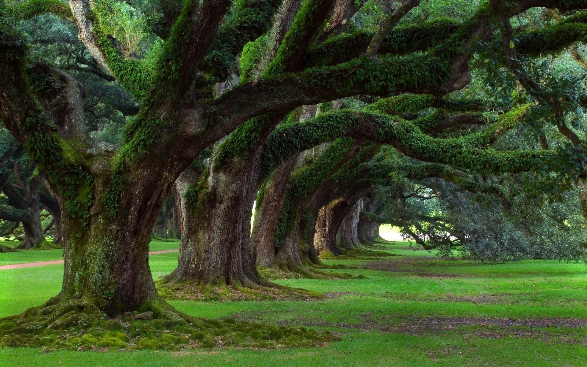 plantes arbre paysage parc bois nature feuille herbe jardin guide environnement flore tronc ombre à l extérieur voyage scénique lumière branche pelouse vert