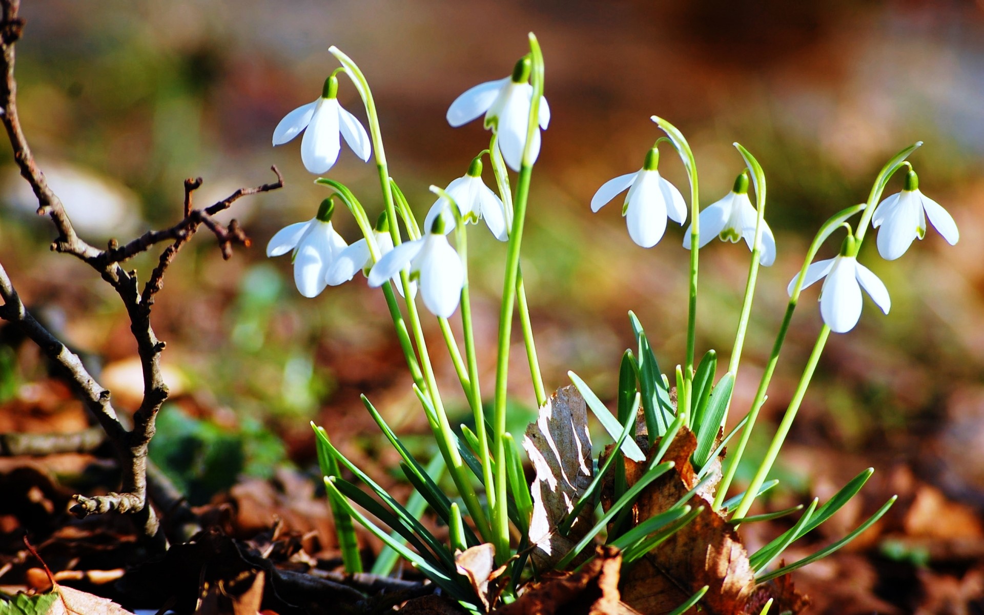 çiçekler doğa çiçek sezon flora yaprak bahçe yakın çekim park çiçek açık havada çiçeklenme ahşap petal çimen renk güzel hava kış erken bahar bitkiler arka plan