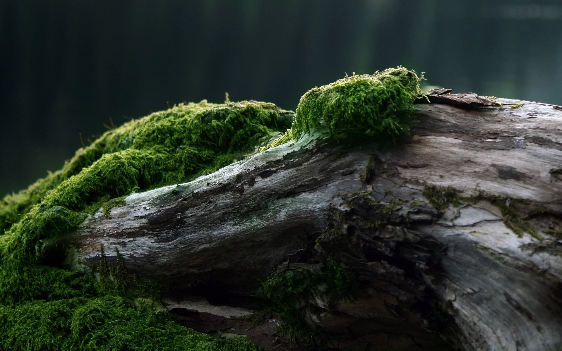 plantes mousse nature eau paysage bois parc rock arbre à l extérieur environnement feuille flore été voyage mousse lumière du jour montagne herbe