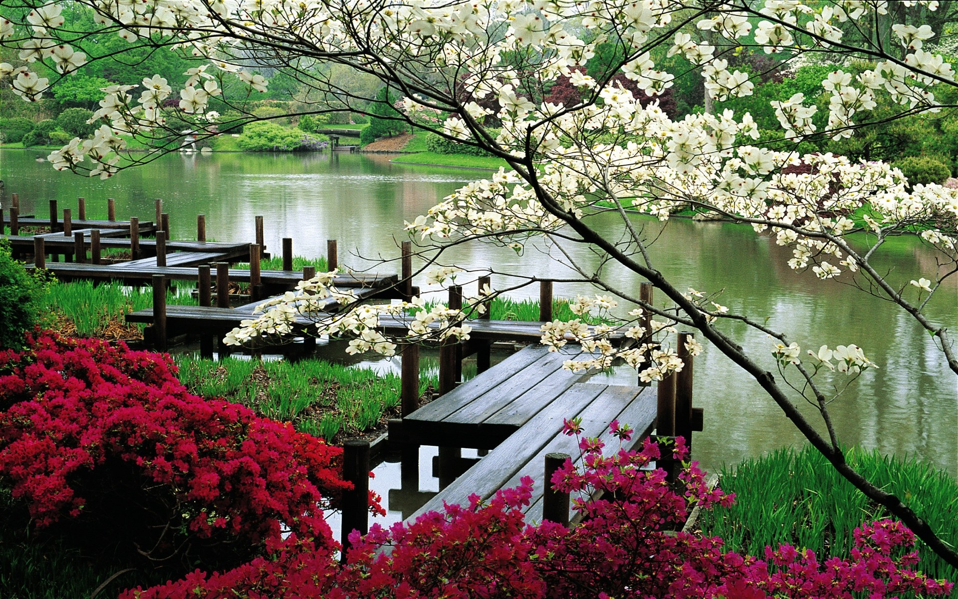 printemps fleur jardin arbre parc nature flore bluming paysage saison à l extérieur botanique arbuste été rhododendron cour formelle couleur printemps pétale plantes paysage