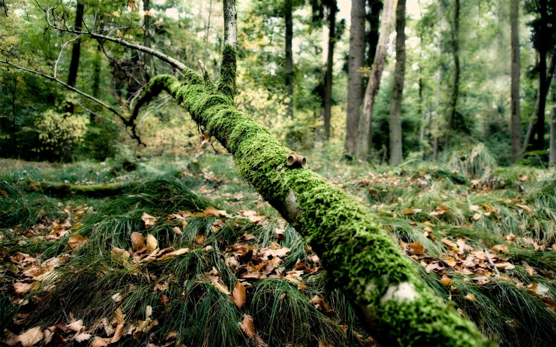 paysage bois nature arbre feuille mousse paysage environnement flore parc à l extérieur sauvage tronc fern croissance paysage luxuriante saison scénique arbres herbe vert