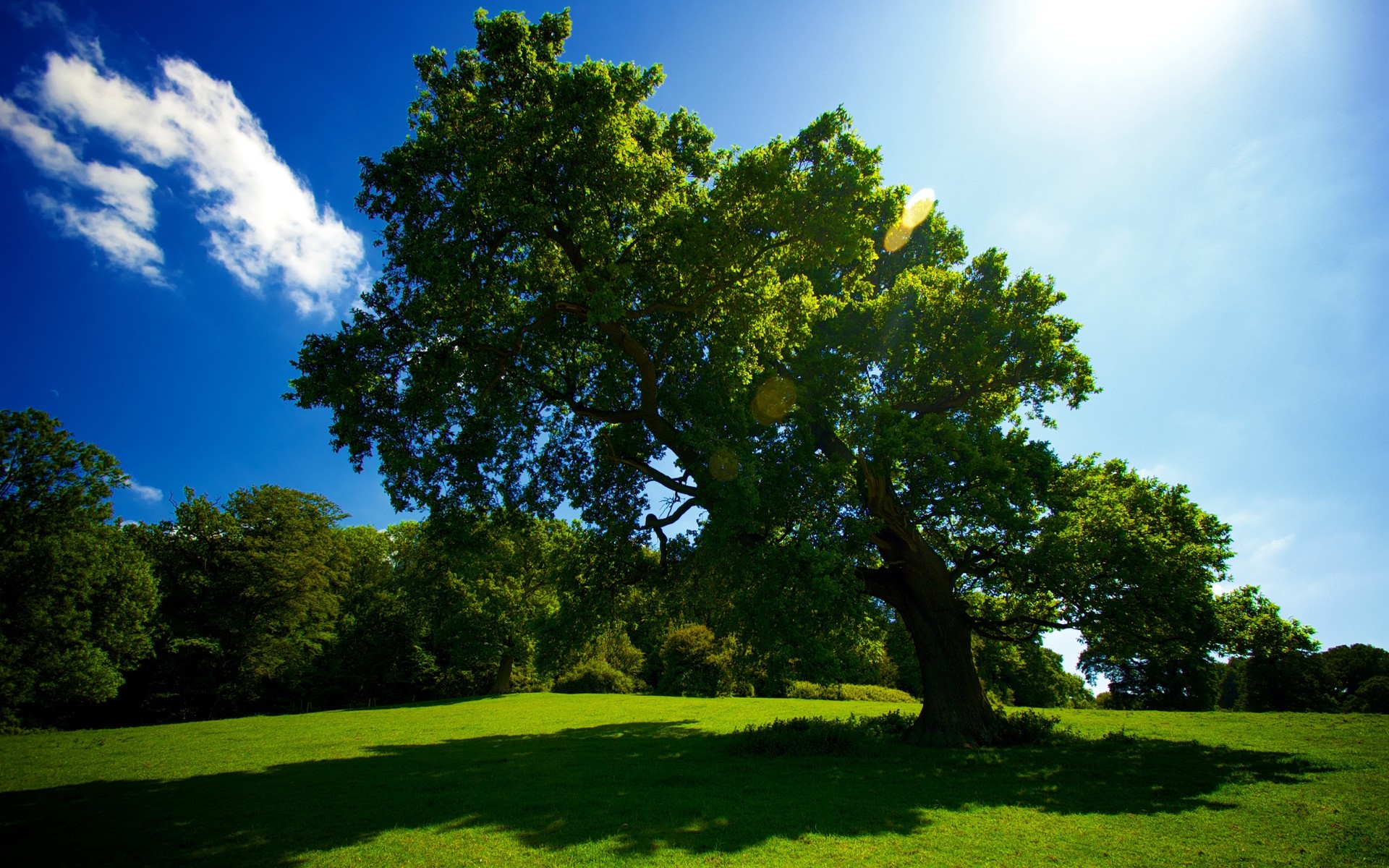 landscapes tree landscape grass nature outdoors summer fair weather countryside leaf rural sky sun park wood lush daylight idyllic scenic hayfield green spring blue view