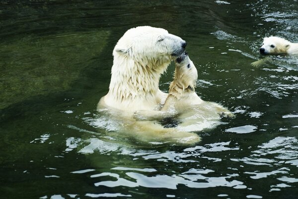 Famille d ours polaires se baignant dans le lac