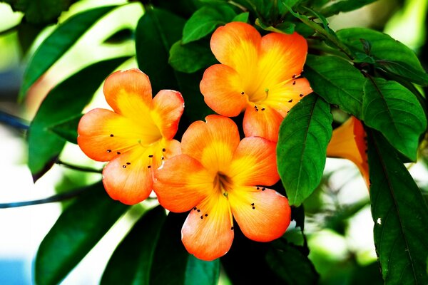 Flowers bloomed on the leaves