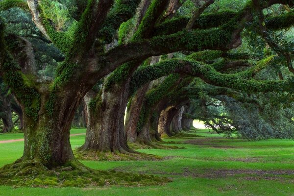 Bellissimi alberi antichi ricoperti di muschio