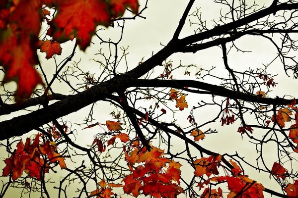 Rote Blätter auf den Ästen des Baumes im Herbst