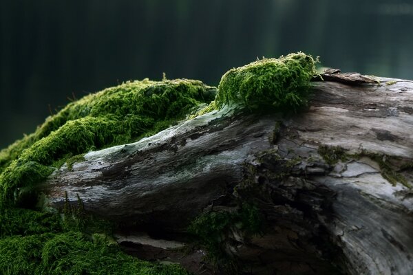 Umgestürzter Baum wird mit Moos bewachsen