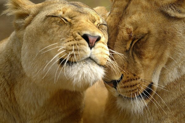 Dos Leones se aman