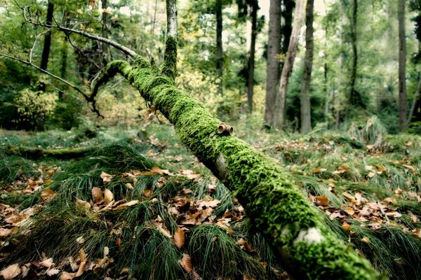 Herbst Natur ein mit Moos bedeckter Baum