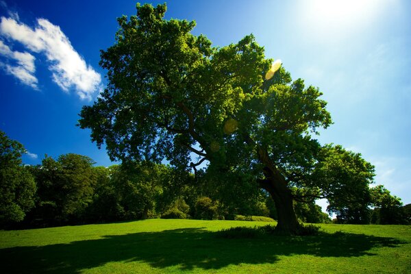 Paisaje. Cielo azul. Nubes en el cielo. Árbol verde. Hierba verde