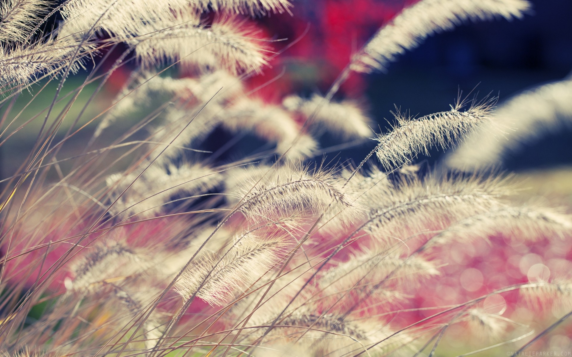 plants nature summer bright close-up color desktop beautiful flora grass seed flower landscape