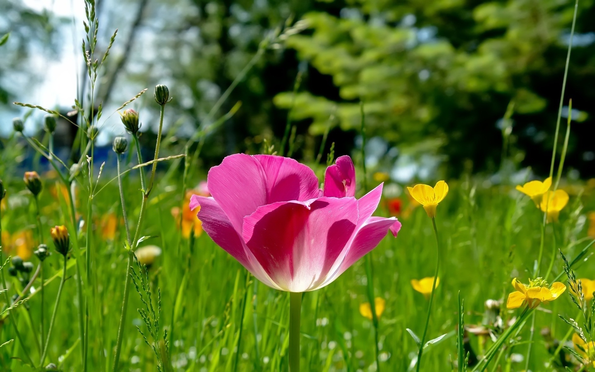 fleurs nature été herbe fleur champ flore jardin foin feuille lumineux croissance beau temps rural à l extérieur saison couleur soleil floral parc plantes paysage printemps paysage