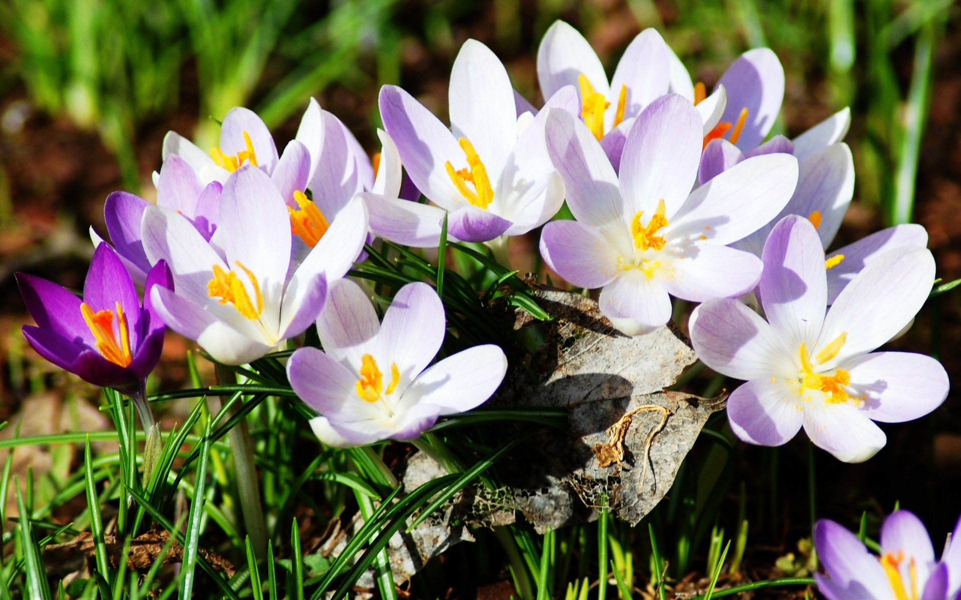 flowers nature flower crocus flora blooming petal floral garden season summer leaf easter grass springtime hayfield bright close-up beautiful saffron growth scenery plants white purple smile