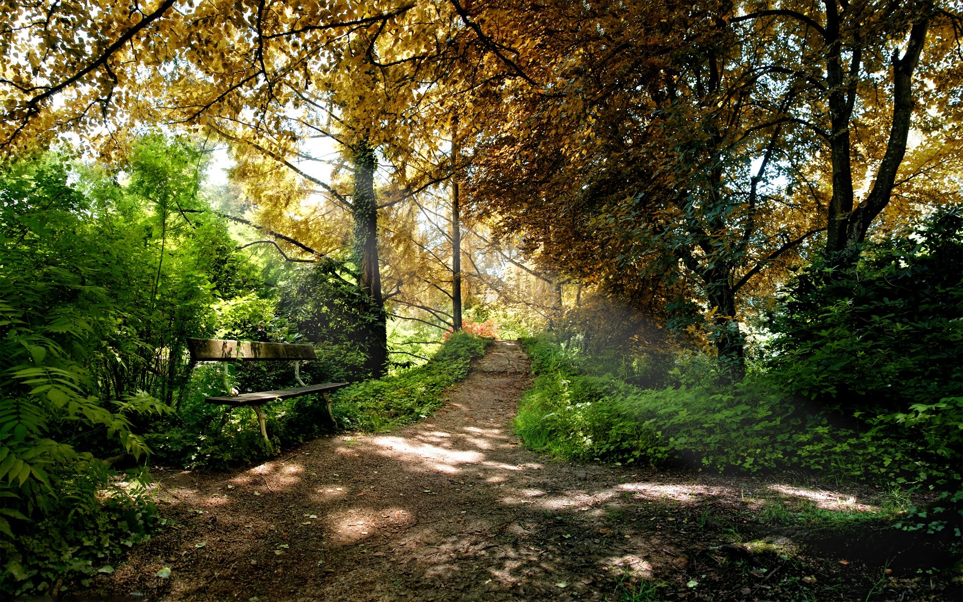 paysage arbre feuille bois nature paysage parc guide automne route sentier saison beau temps environnement rural herbe à l extérieur campagne luxuriante flore arbres plantes paysage