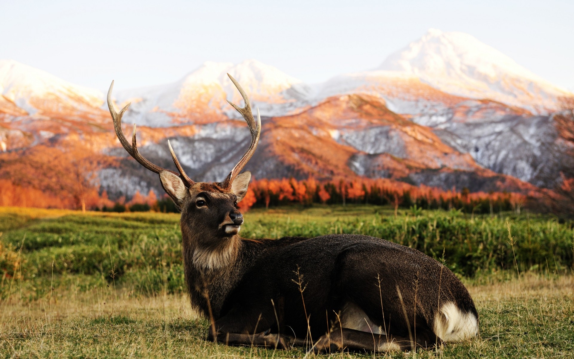 animali natura erba campo autunno mammifero fieno paesaggio all aperto cervo animale legno rurale montagna fattoria addio al celibato