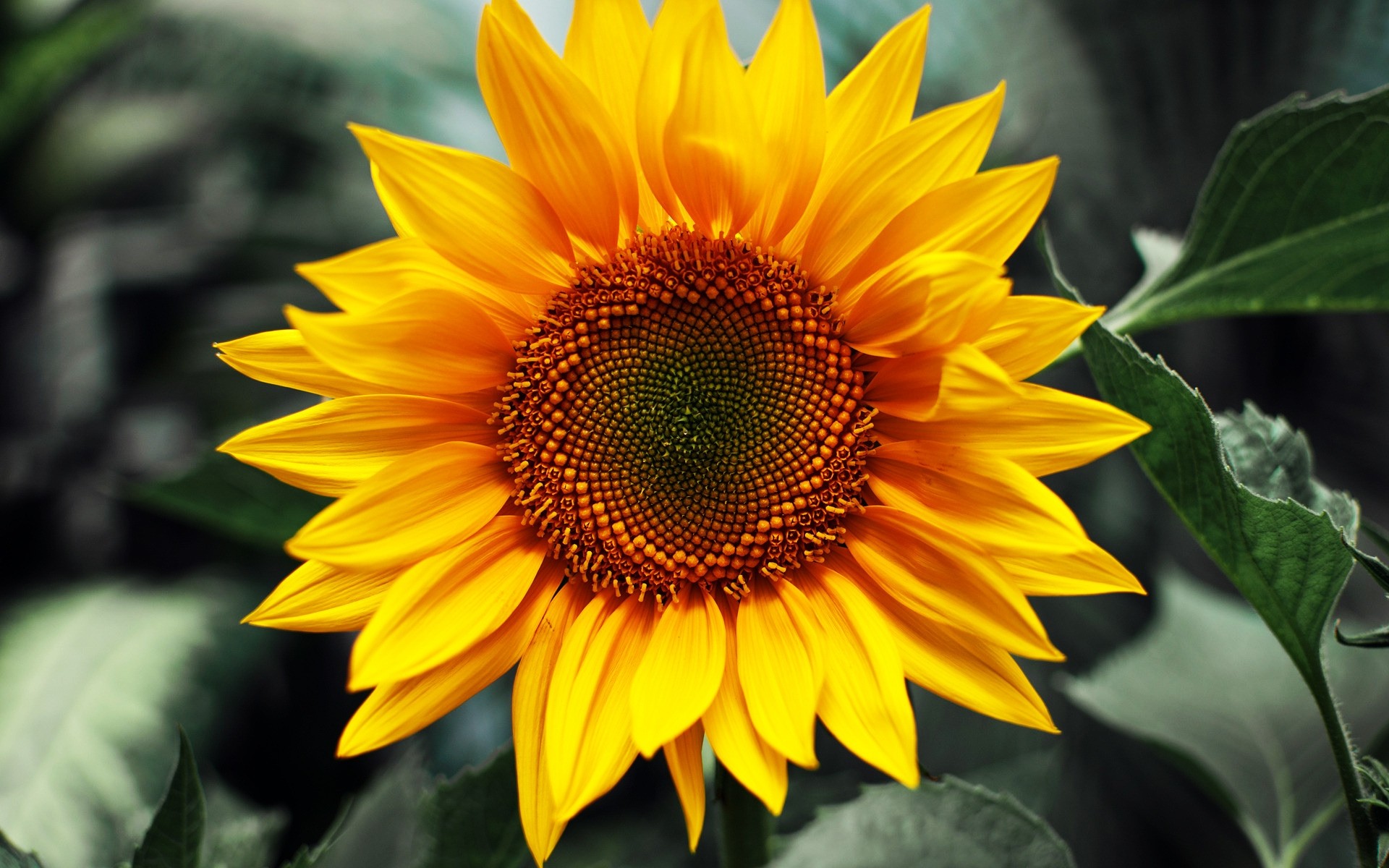 flowers nature flora summer flower leaf petal sunflower garden bright growth blooming floral pollen fair weather yellow plants wallpaper