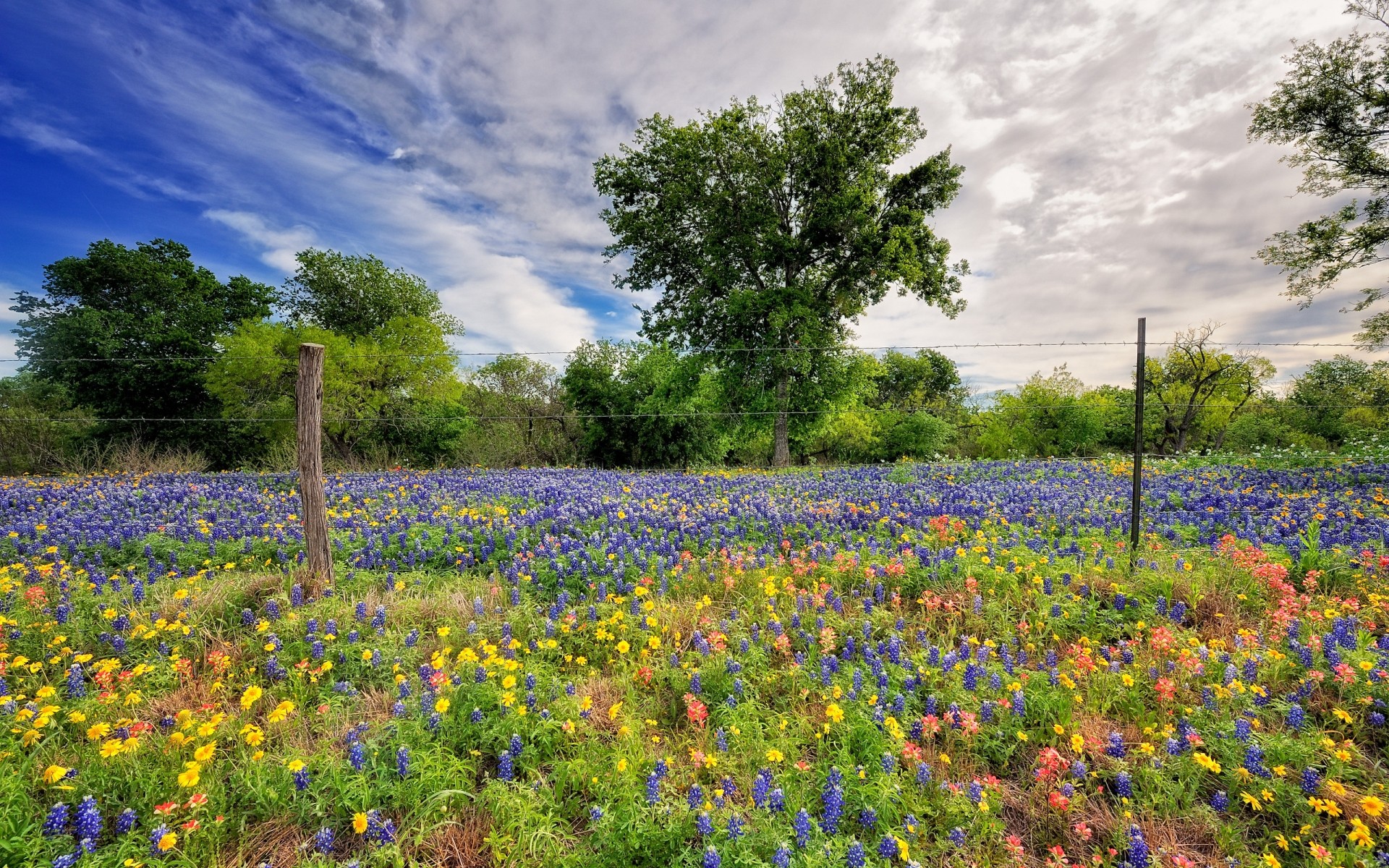 flores flor naturaleza paisaje heno rural al aire libre flora verano campo hierba flor silvestre árbol campo hoja altramuces primavera país color temporada fondo plantas primavera